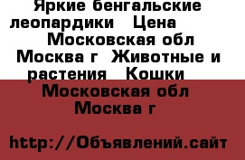 Яркие бенгальские леопардики › Цена ­ 20 000 - Московская обл., Москва г. Животные и растения » Кошки   . Московская обл.,Москва г.